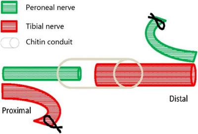 Studies on the Manner of Collateral Regeneration From Nerve Stem to Motor Endplate